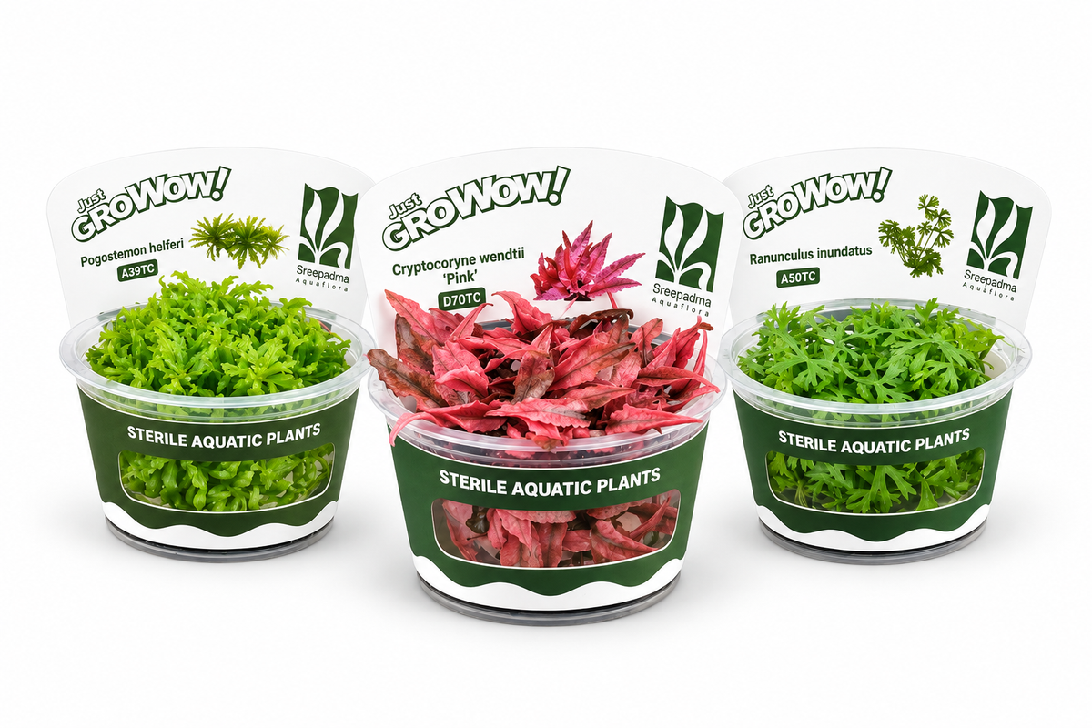 Three Sreepadma GroWoW tissue culture cups on white