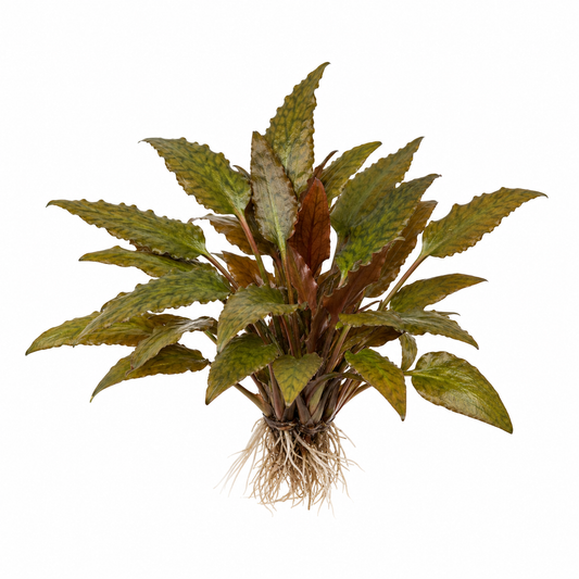 Cryptocoryne axelrodii