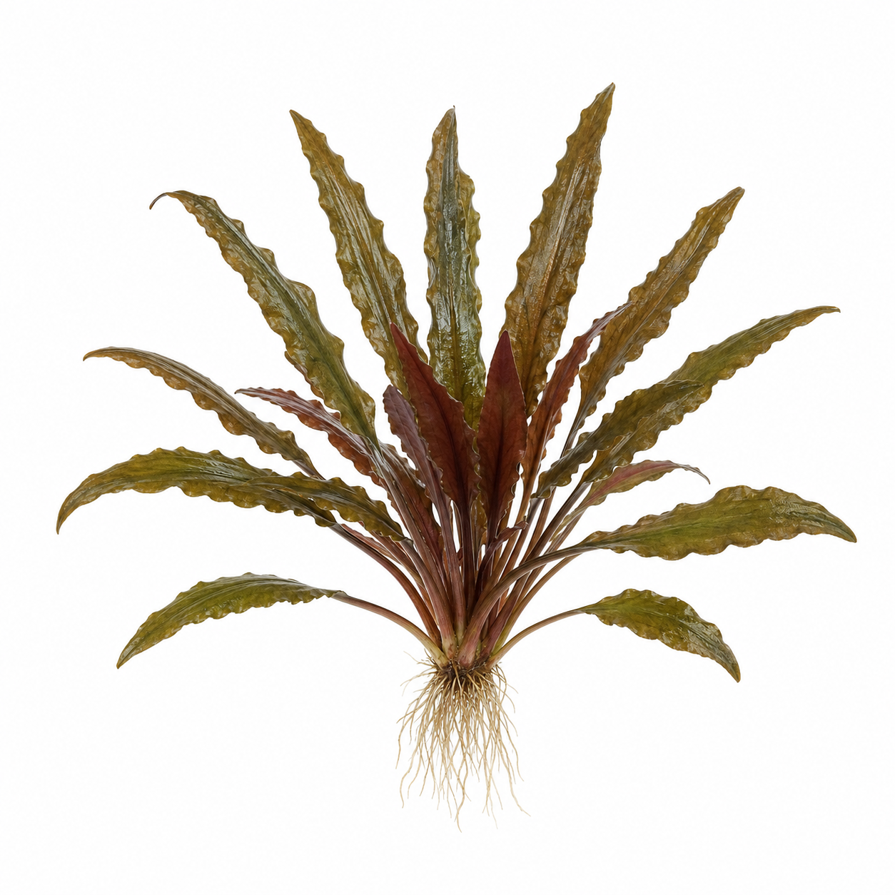 Cryptocoryne beckettii