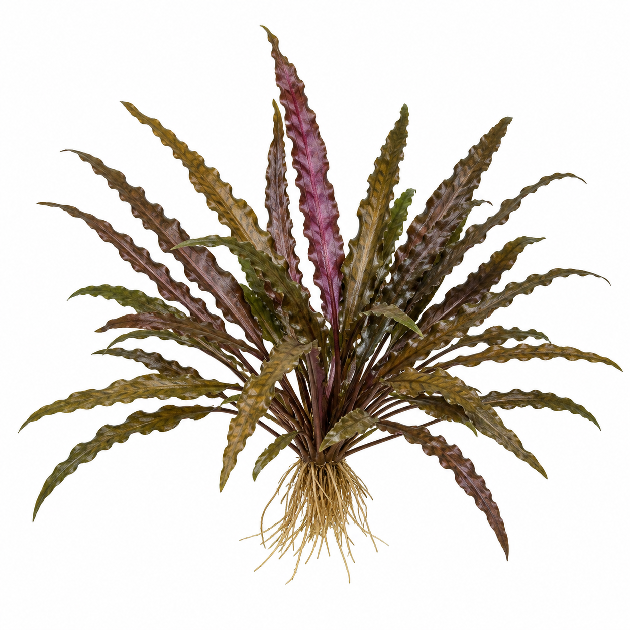 Cryptocoryne spiralis var. amrayii 'purple x brown'