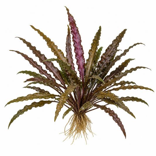 Cryptocoryne spiralis var. amrayii 'purple x brown'