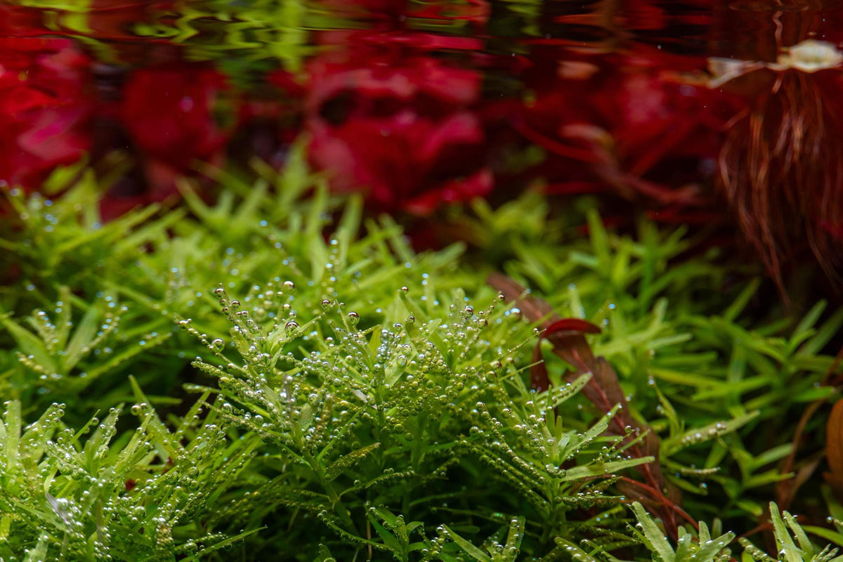 Pearling aquatic plants