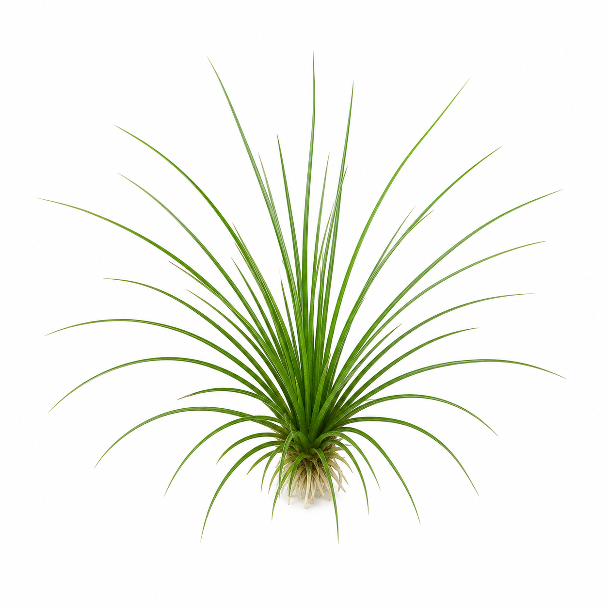 Eriocaulon heterolepis 'wayanad'