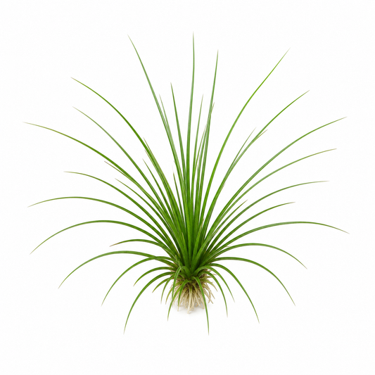 Eriocaulon heterolepis 'wayanad'