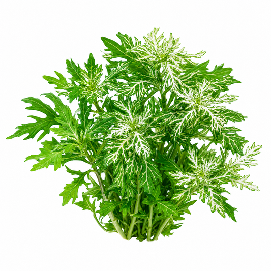 Hygrophila Difformis 'Variegated'