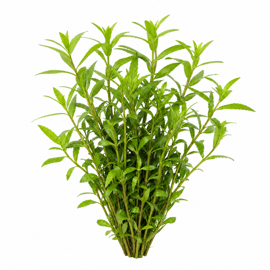 Hygrophila Guyanensis
