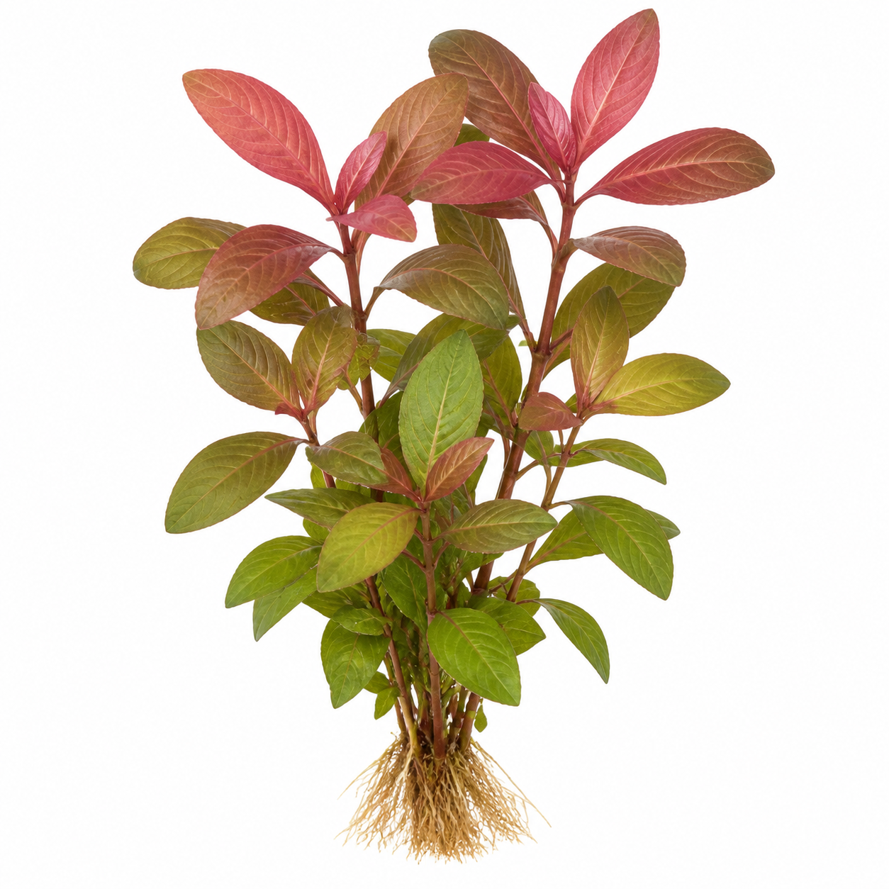 Hygrophila ringens 'Apple Red'