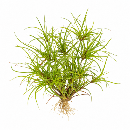 Juncus repens