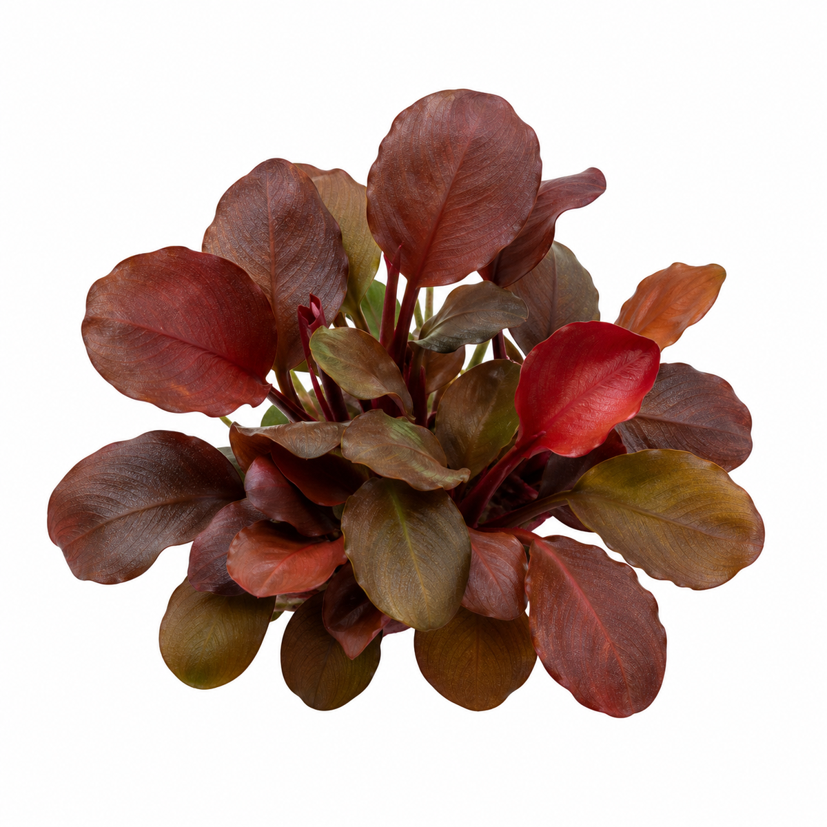 Lagenandra meeboldii 'Red round' live aquarium plant on a white background