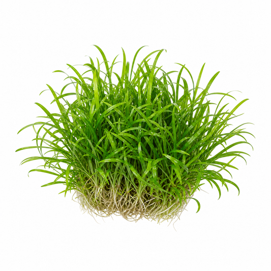 Lilaeopsis brasiliensis live aquarium plant on a white background