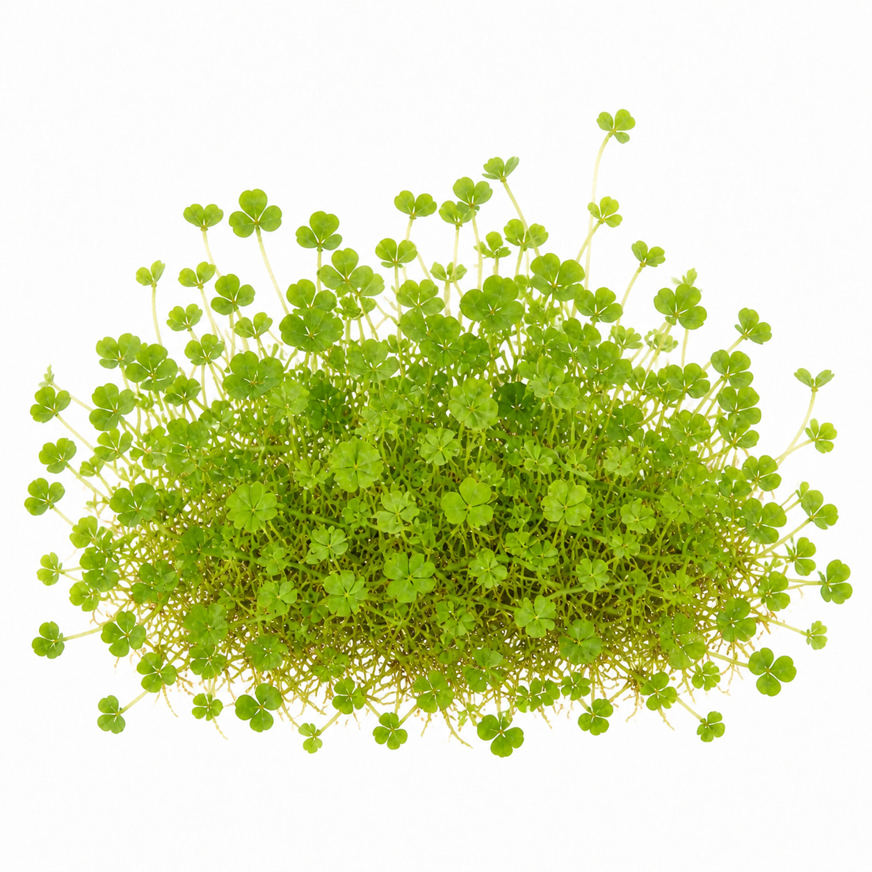 Marsilea hirsuta tissue culture aquarium plant