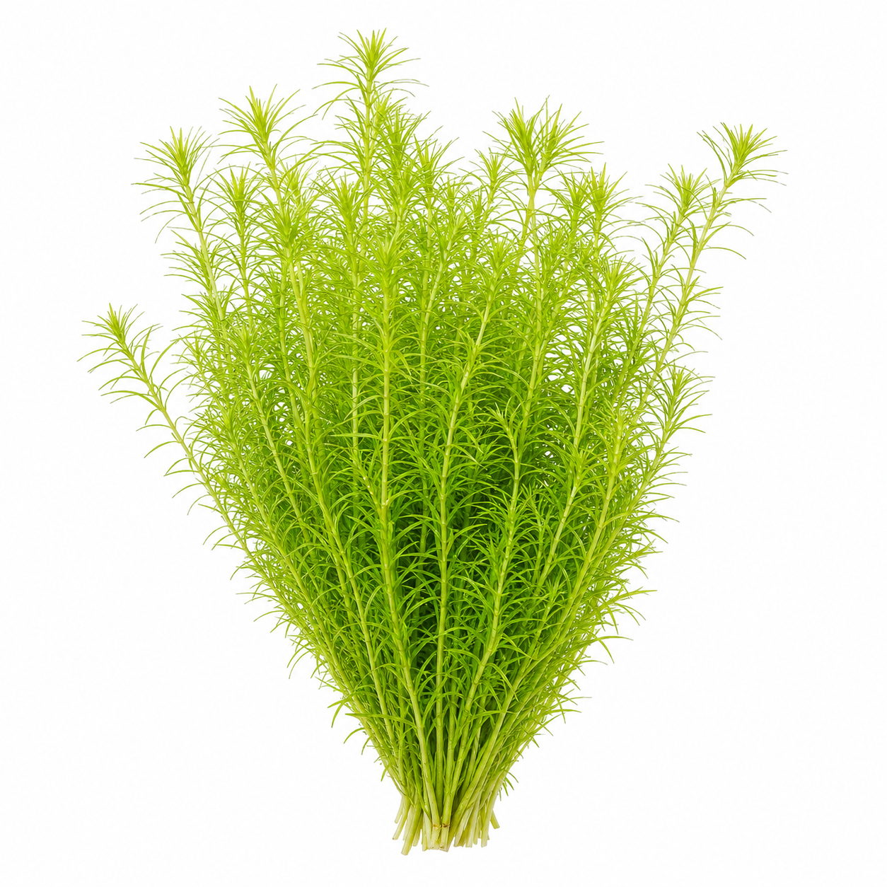 Mayaca Fluviatilis