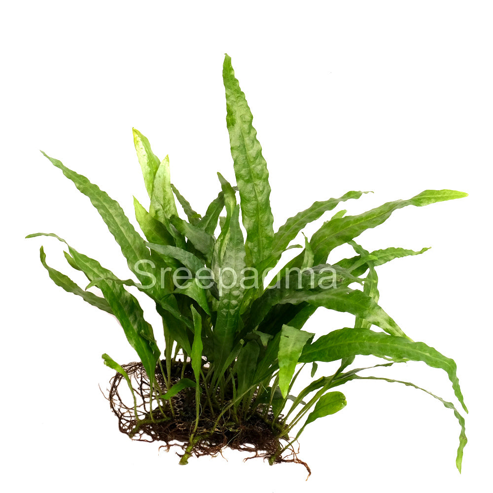 Microsorum pteropus 'Philippine' on Mesh