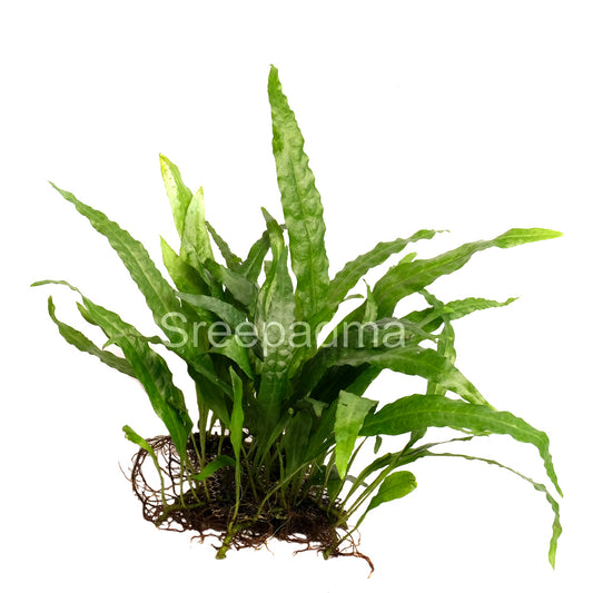 Microsorum pteropus 'Philippine' on Mesh
