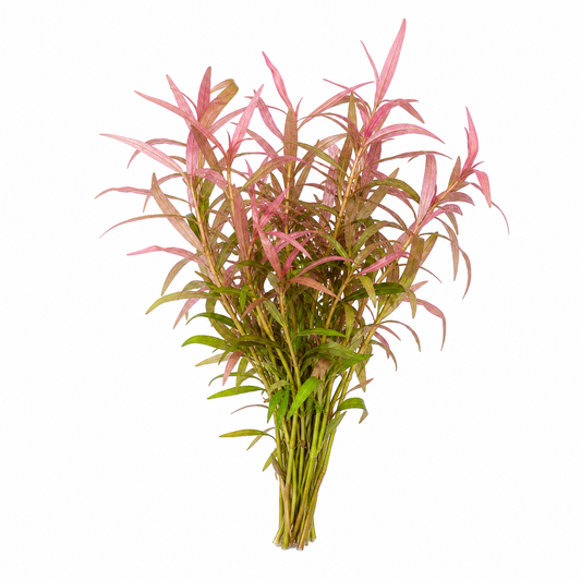 Persicaria sp. Pink