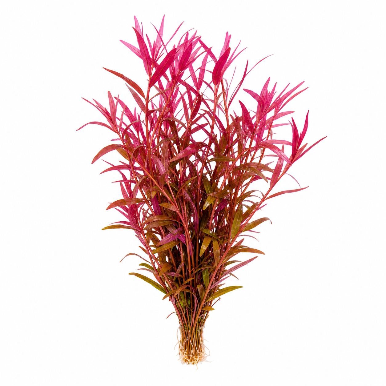 Persicaria sp. Sao Paulo