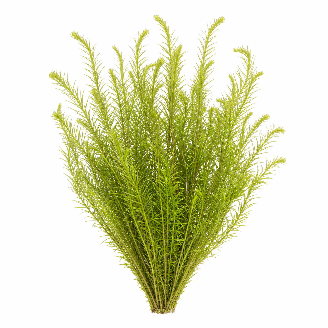 Rotala Nanjenshan
