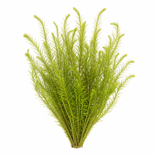 Rotala Nanjenshan