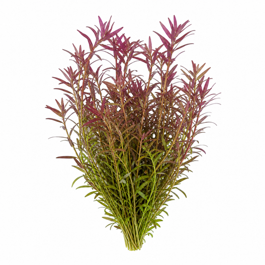 Rotala Rotundifolia 'Twilight'