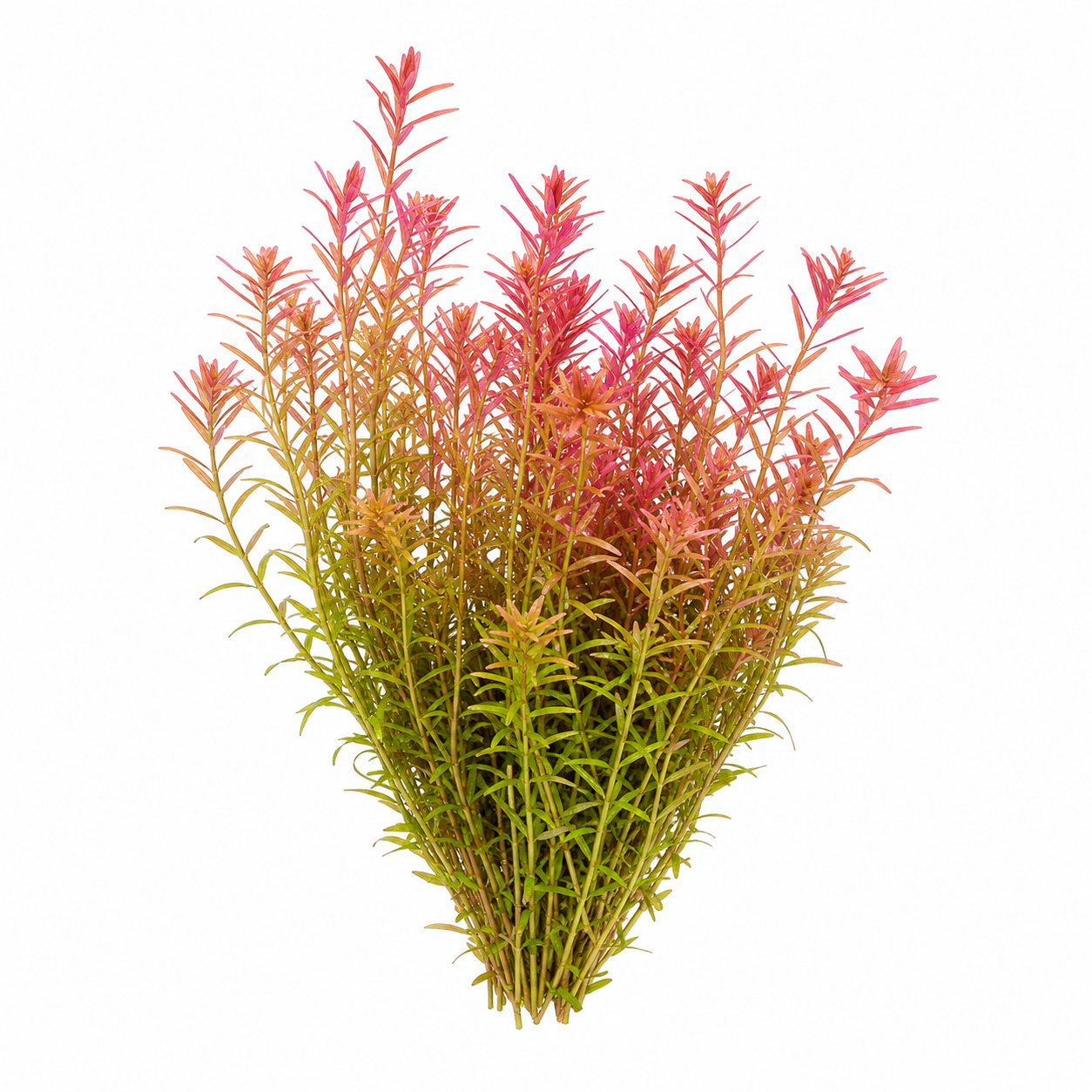 Rotala rotundifolia 'Wayanad'