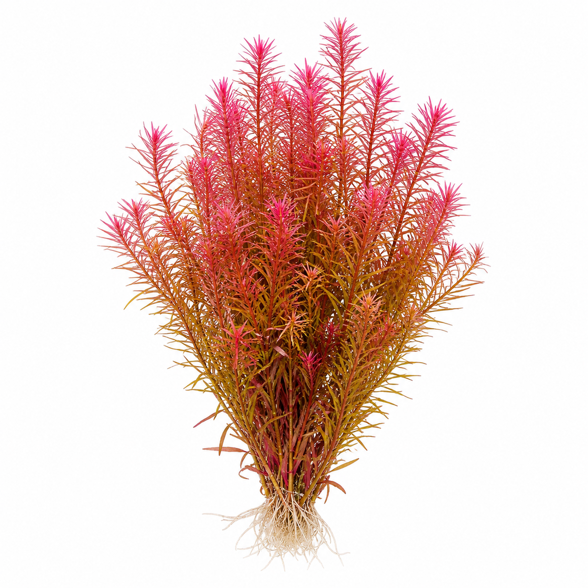 Rotala wallichii 'Bangladesh' live aquarium plant on a white background