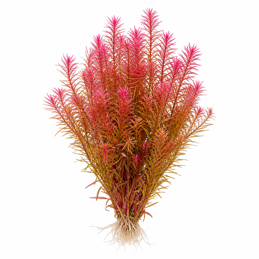 Rotala wallichii 'Bangladesh' live aquarium plant on a white background