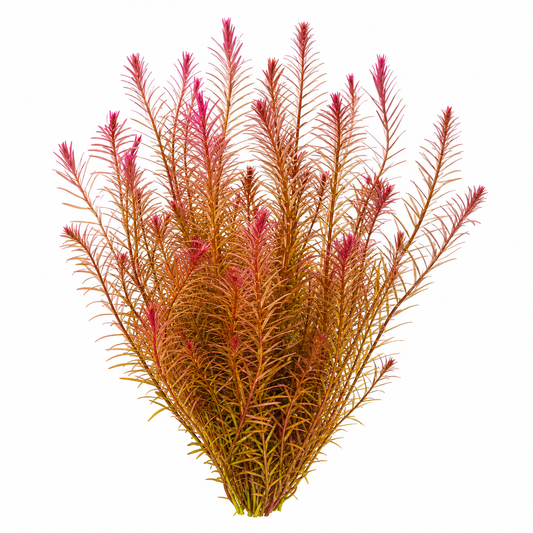 Rotala Wallichii 'Mexicana'