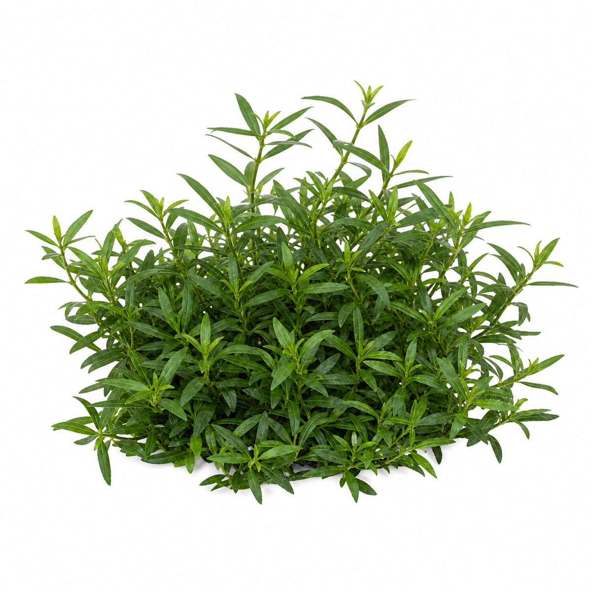 Staurogyne 'Porto Velho' live aquarium plant on a white background